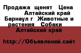 Продажа  щенят › Цена ­ 5 000 - Алтайский край, Барнаул г. Животные и растения » Собаки   . Алтайский край